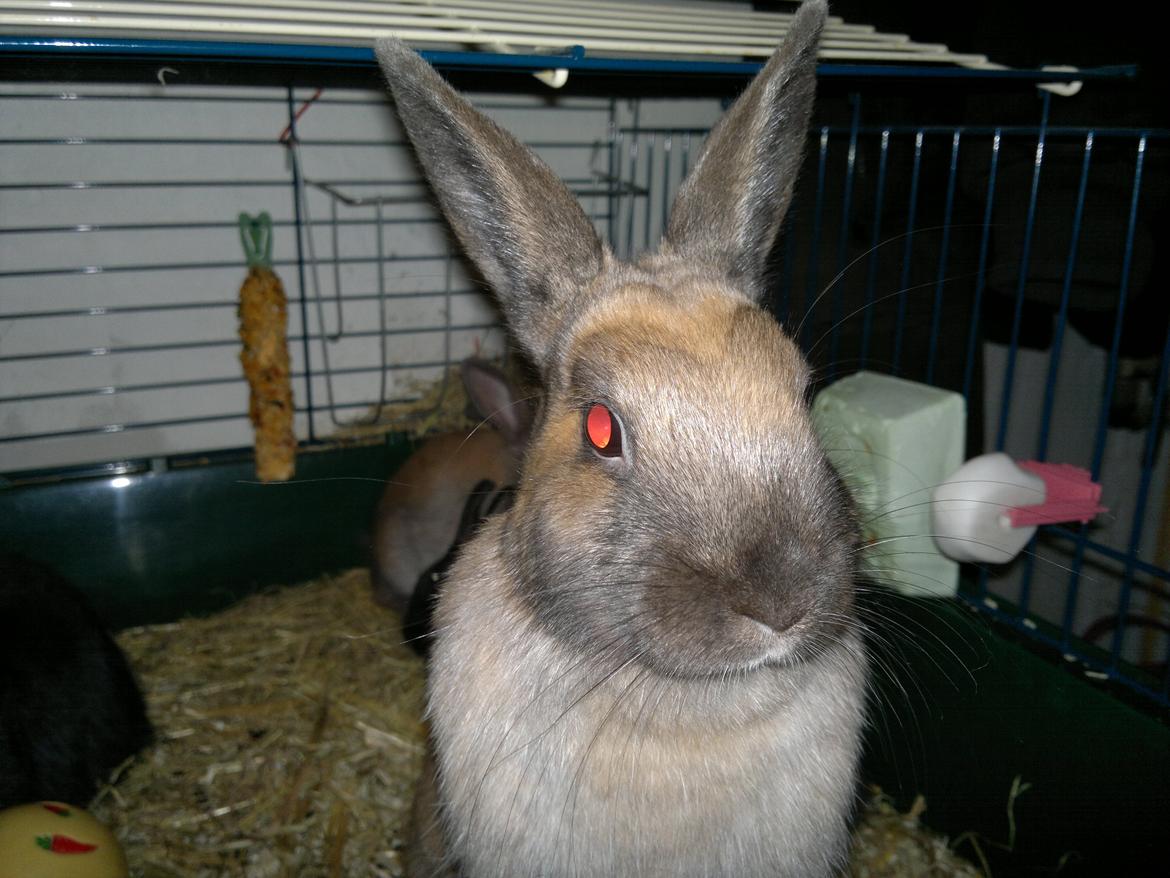 Kanin Baunty billede 9