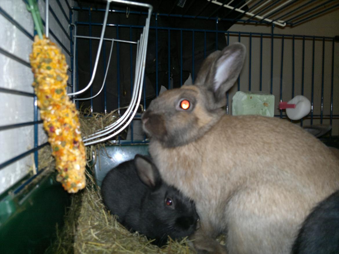 Kanin Baunty billede 10