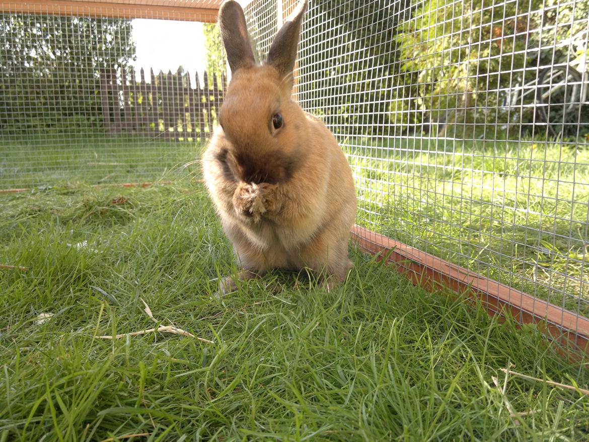 Kanin Baunty billede 12