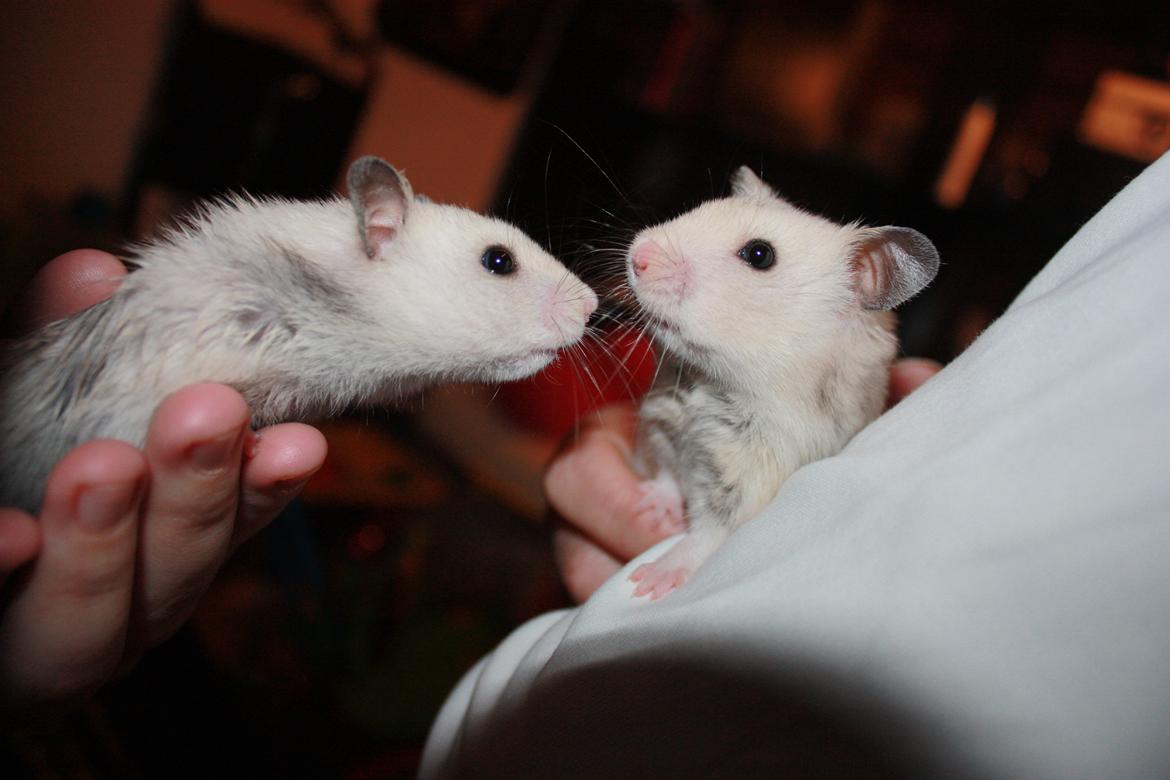 Hamster Chocolate Chip *Chippy* - Chippy og Cookies første møde :D 
Foto : Mig
23.04.12 billede 12