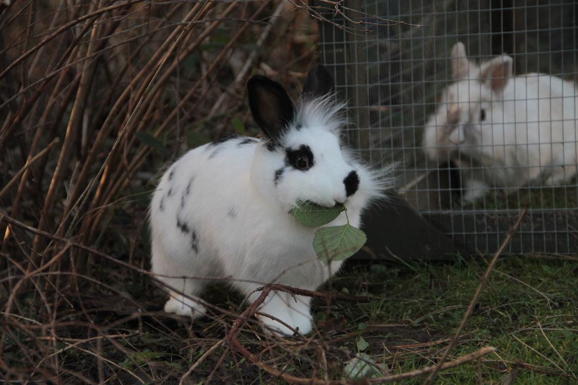 Kanin Jokers Malibue billede 19