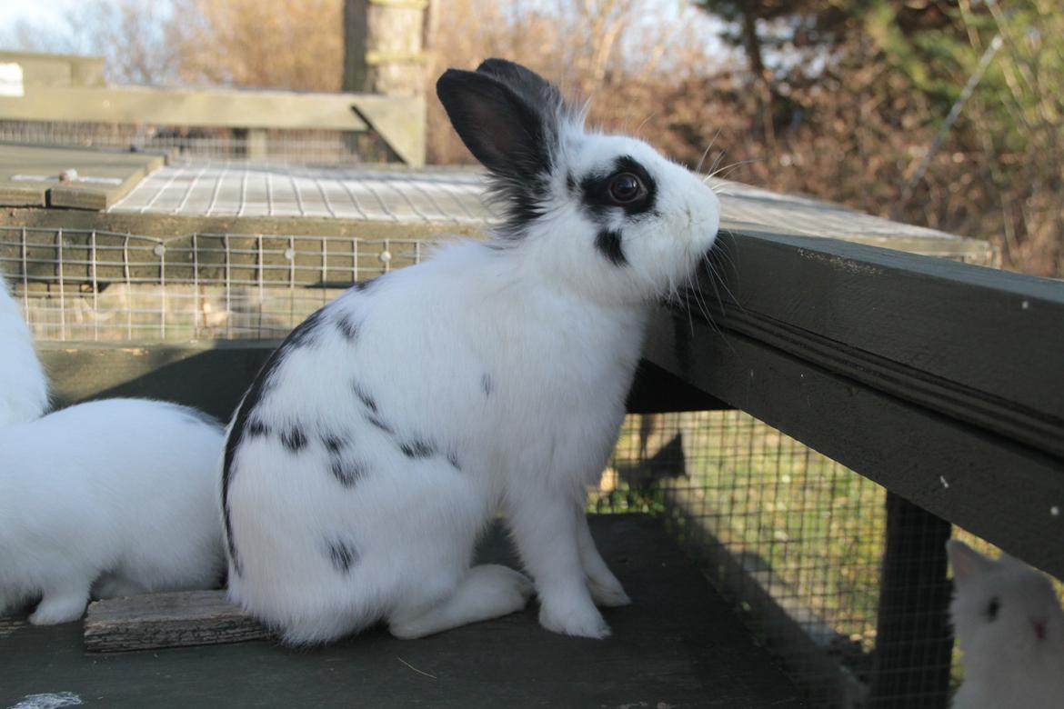 Kanin Jokers Malibue billede 20