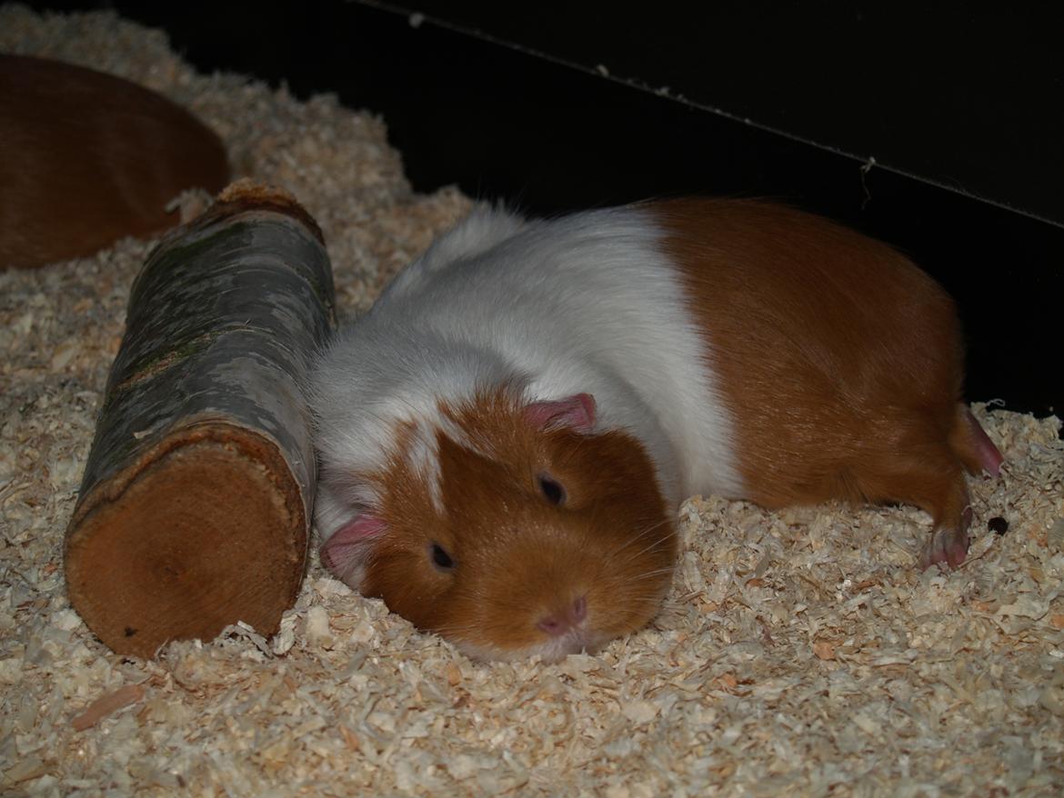 Marsvin Chili billede 18