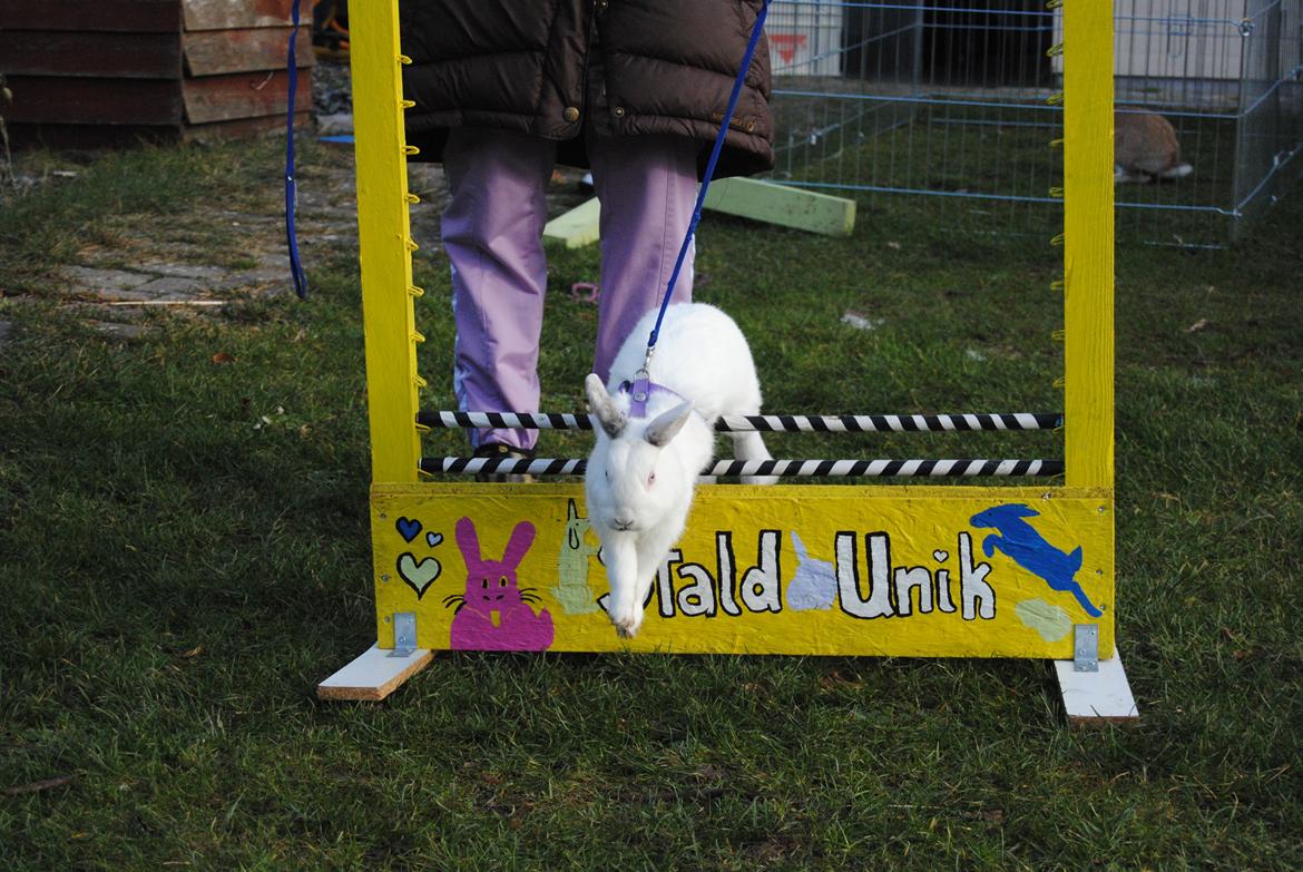 Kanin McGee billede 18