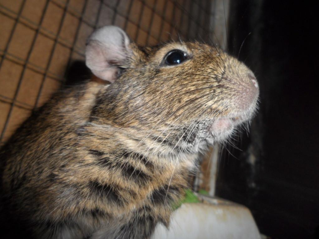 Degu Mi Hijo billede 10