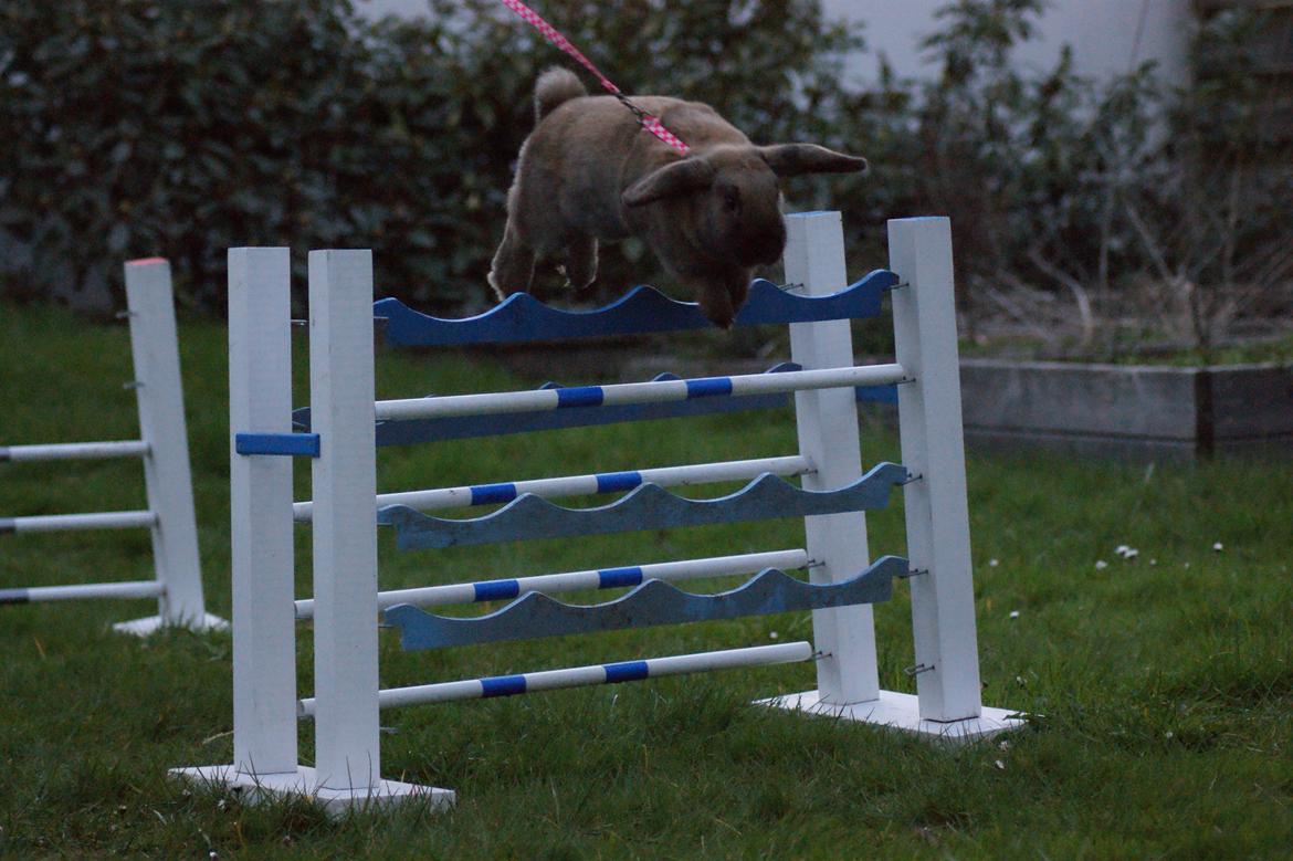Kanin Hønsehusets Prazo Oneida billede 20