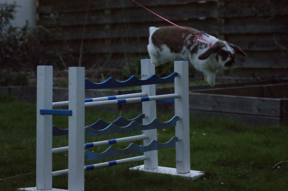 Kanin Rubin's Talaia Lavina billede 20