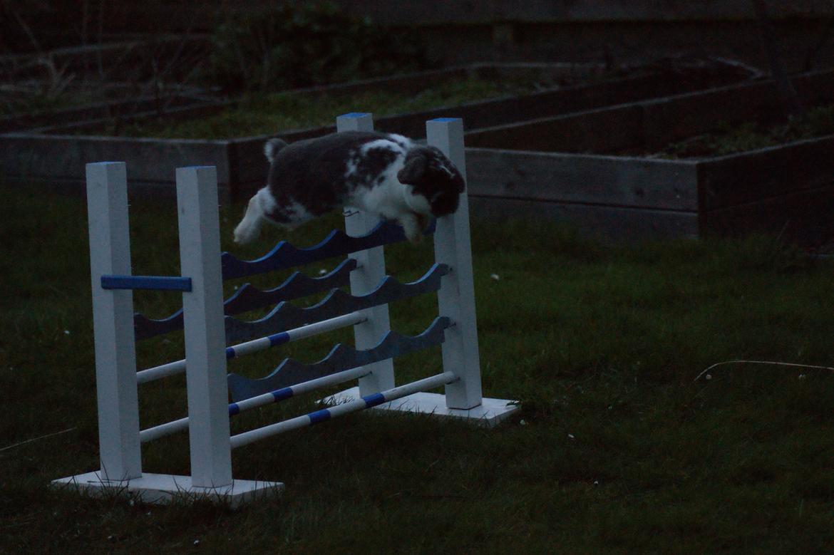 Kanin Taharas Flying Super Star billede 20