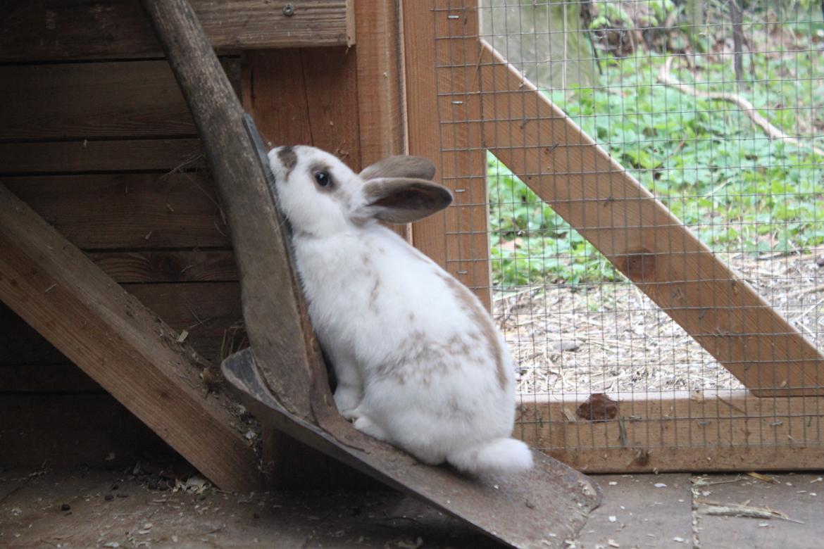 Kanin Winds Jar Jar Binks billede 6