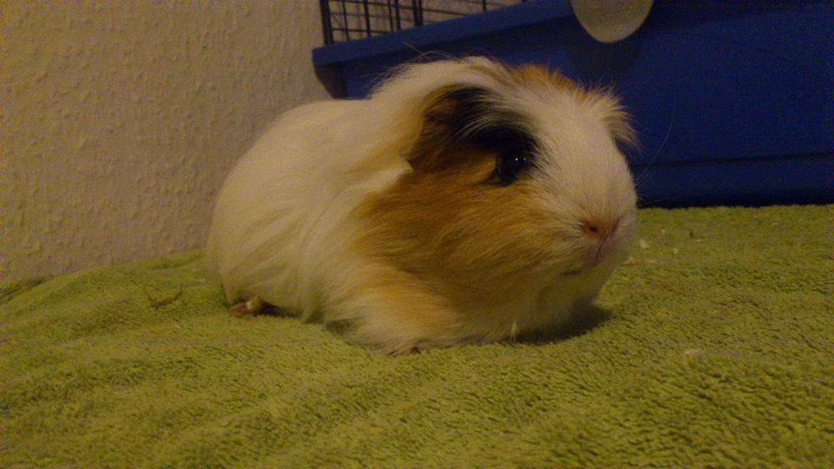 Marsvin Mussen billede 1