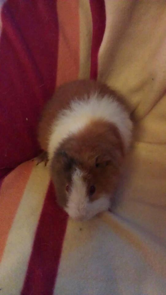 Marsvin sigurt  billede 1