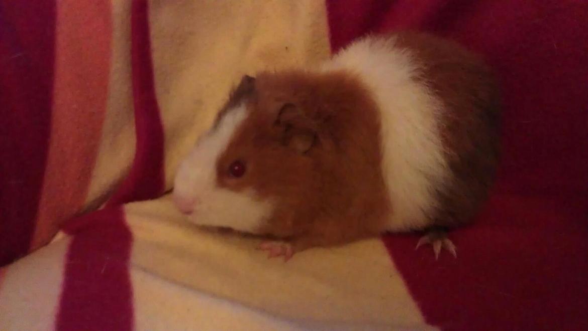 Marsvin sigurt  billede 2