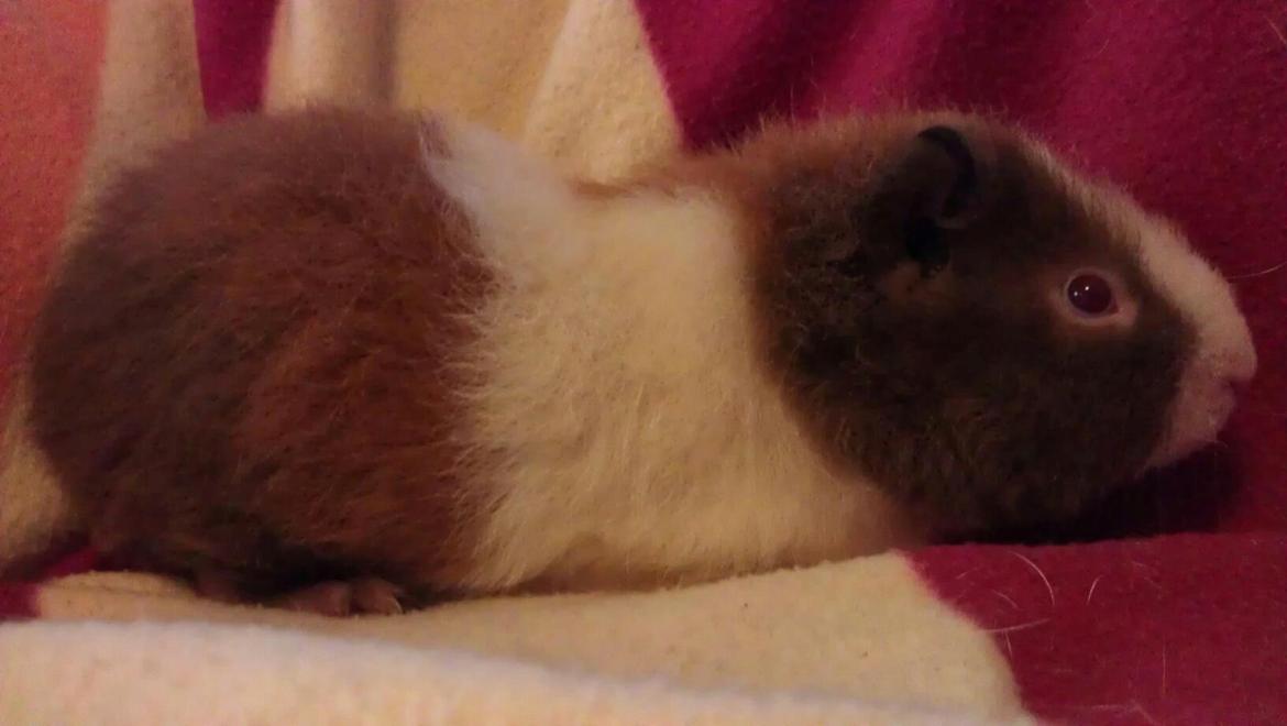 Marsvin sigurt  billede 3