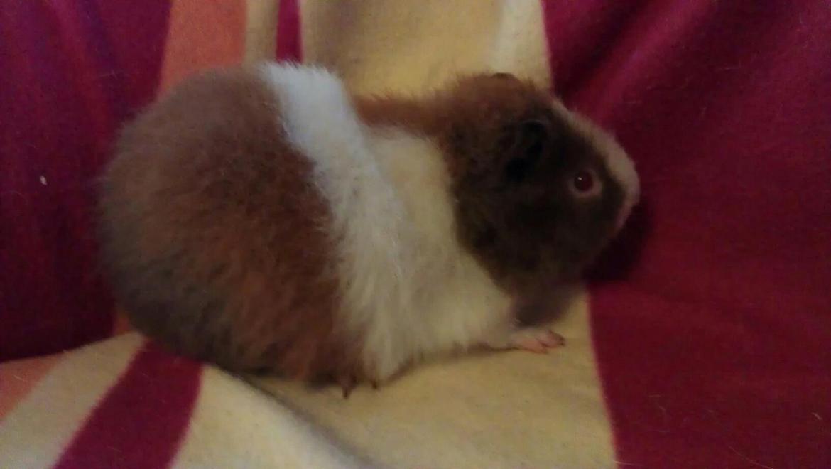 Marsvin sigurt  billede 4