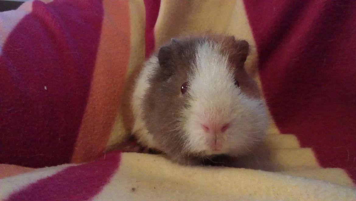 Marsvin sigurt  billede 5