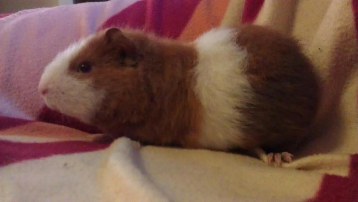 Marsvin sigurt  billede 6