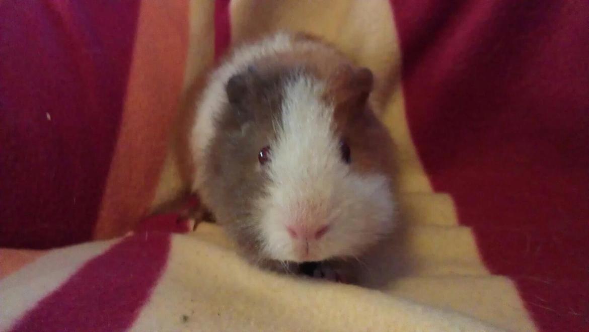 Marsvin sigurt  billede 7