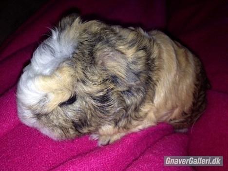 Marsvin solo  billede 10