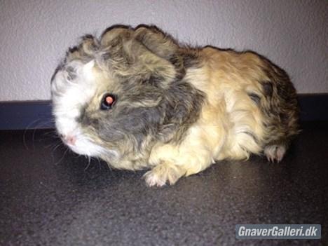 Marsvin solo  billede 1