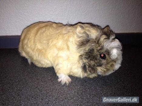 Marsvin solo  billede 12