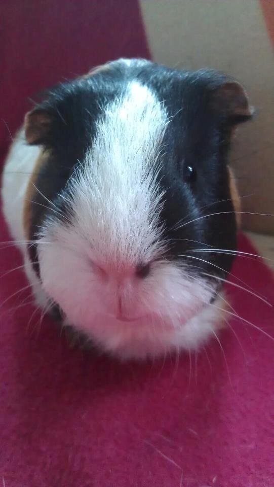 Marsvin mathilde billede 2