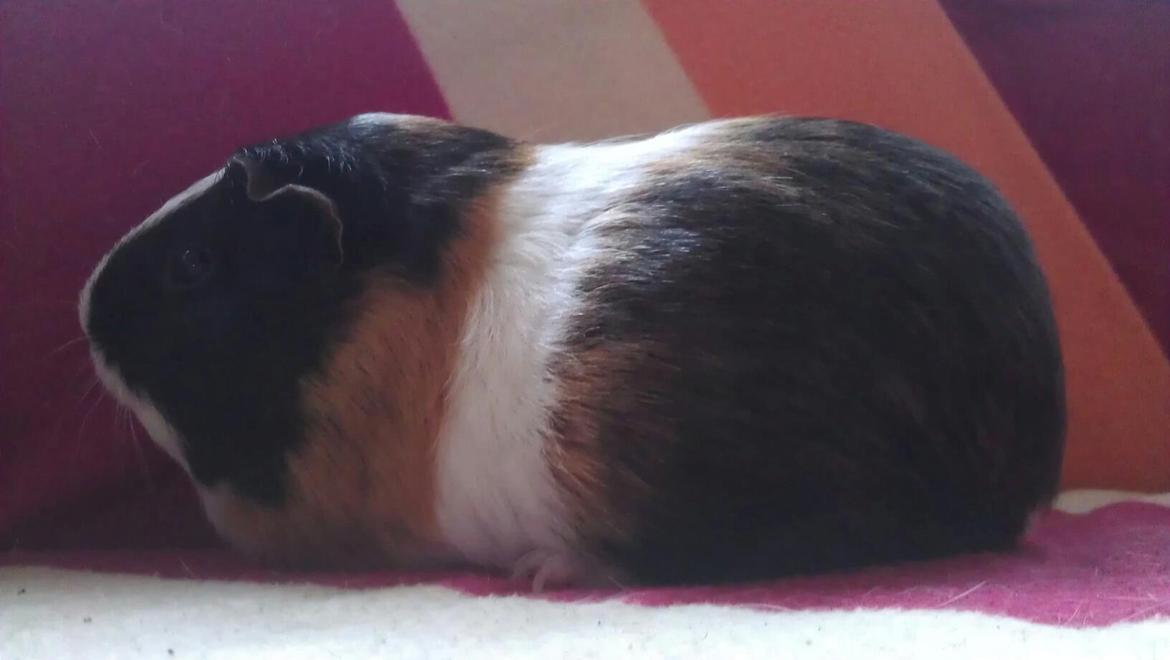 Marsvin mathilde billede 3