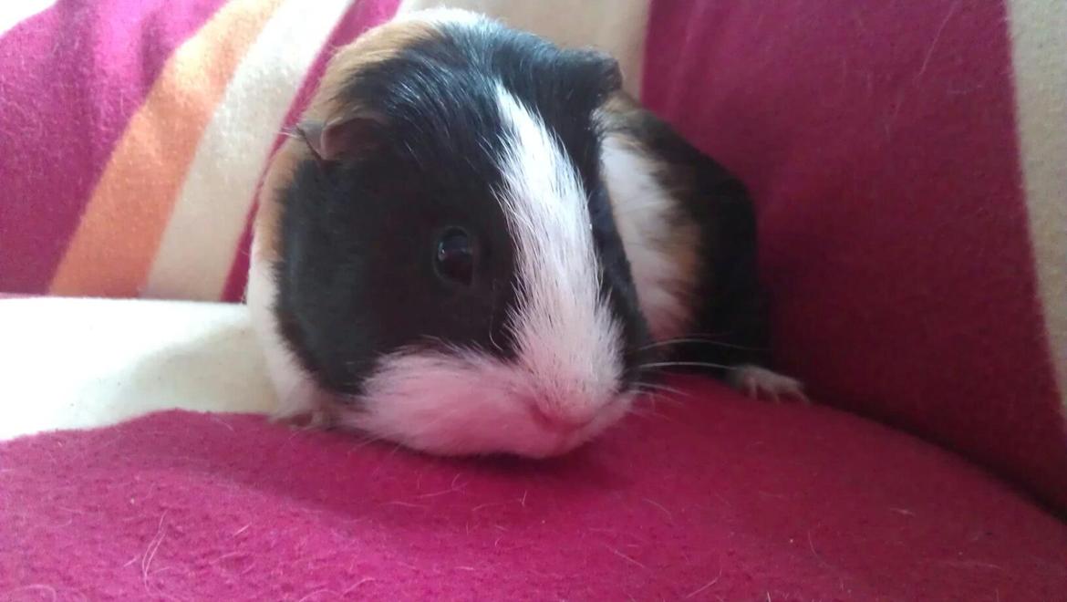 Marsvin mathilde billede 4