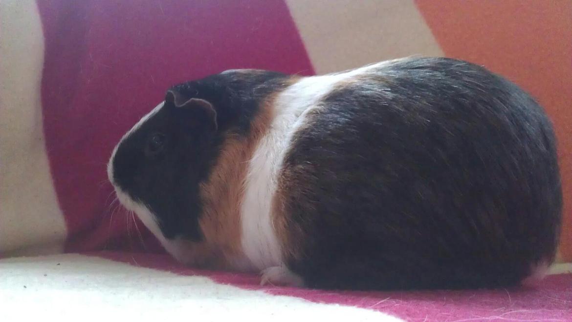 Marsvin mathilde billede 5