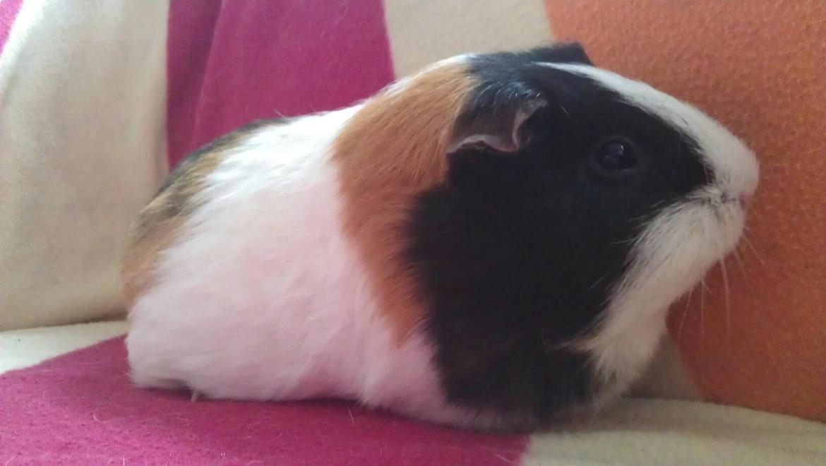 Marsvin mathilde billede 6