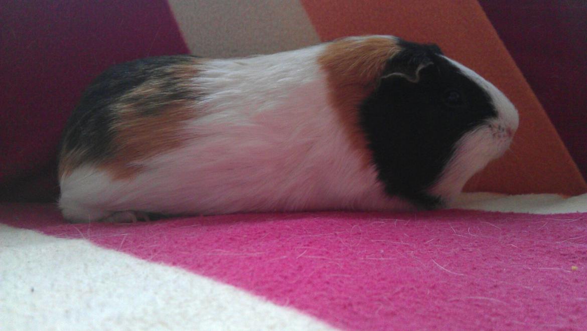 Marsvin mathilde billede 7