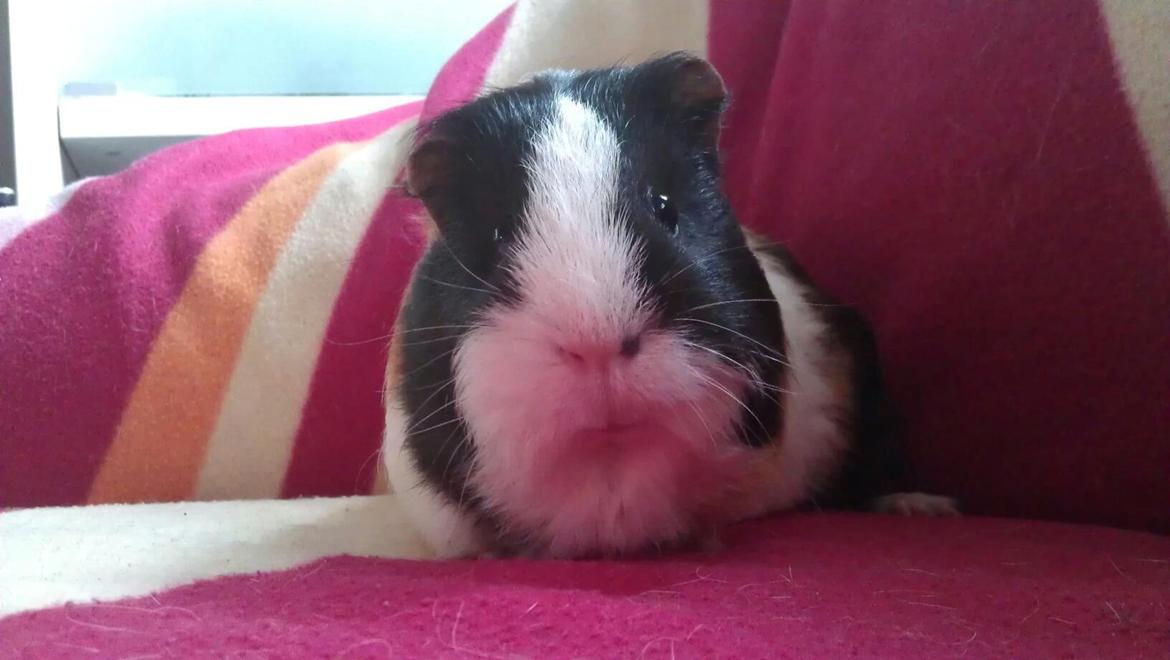 Marsvin mathilde billede 1