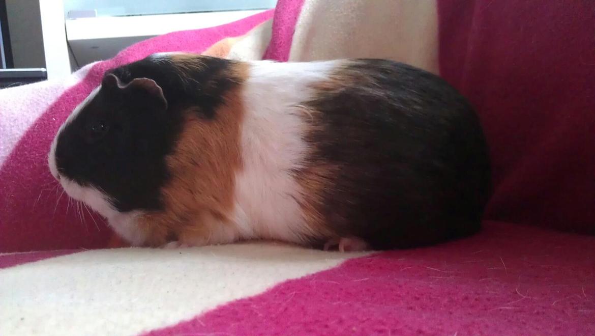 Marsvin mathilde billede 8