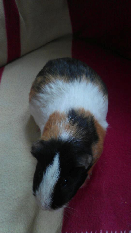 Marsvin mathilde billede 9