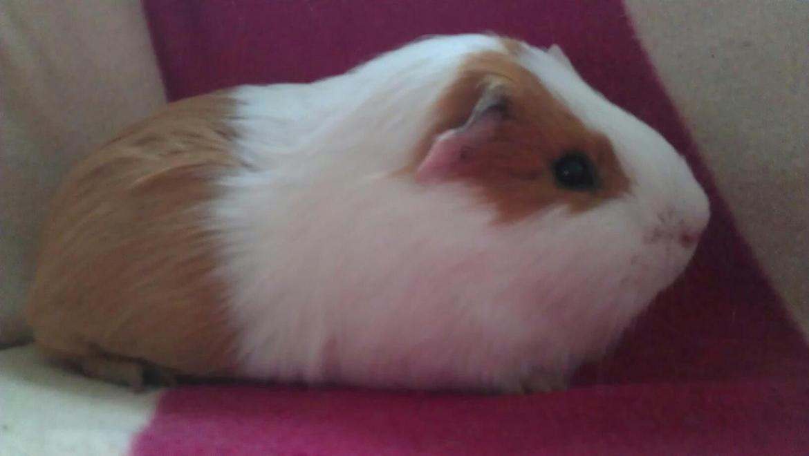 Marsvin Rose billede 1