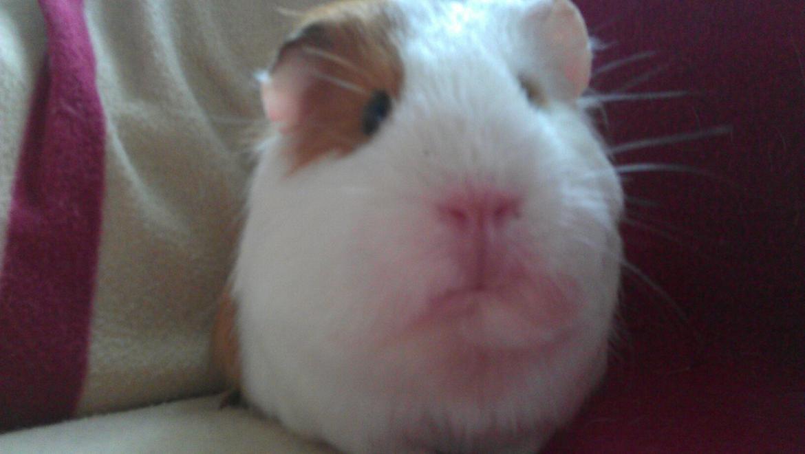 Marsvin Rose billede 2