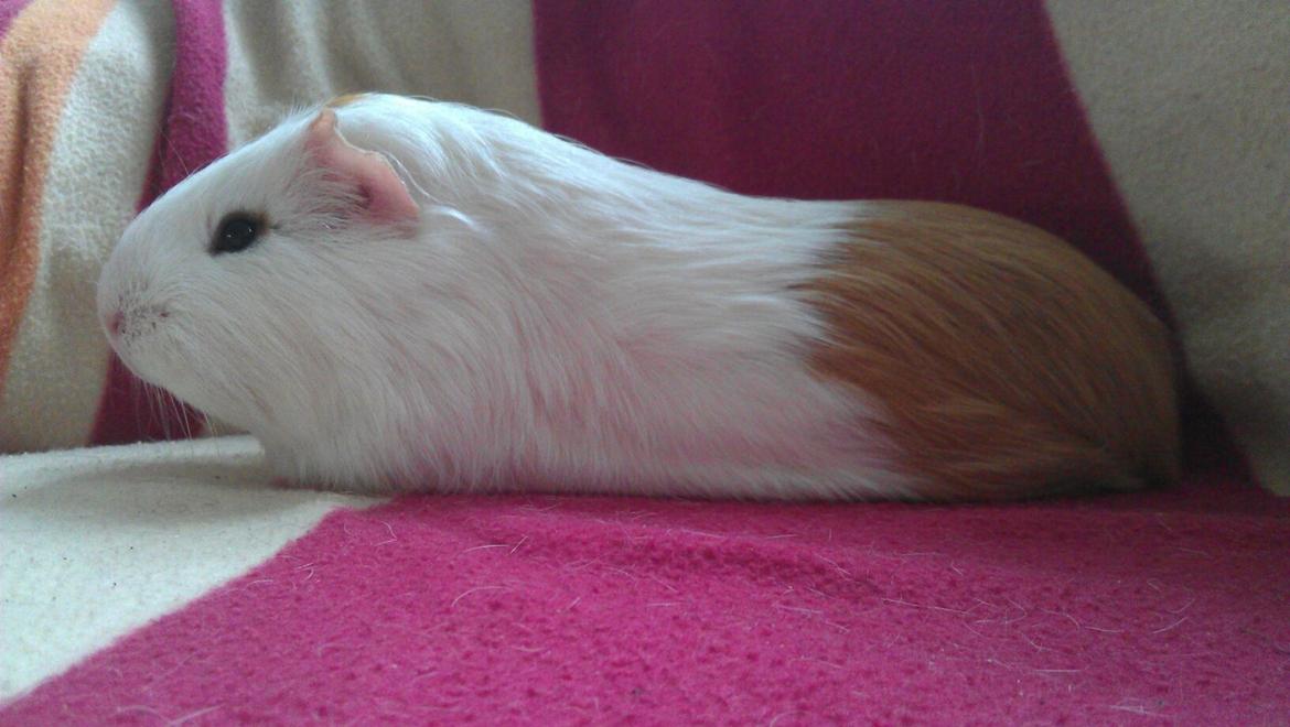 Marsvin Rose billede 4