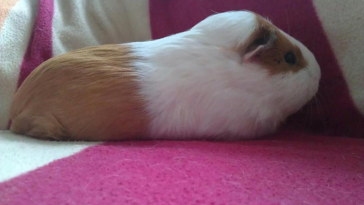 Marsvin Rose billede 5