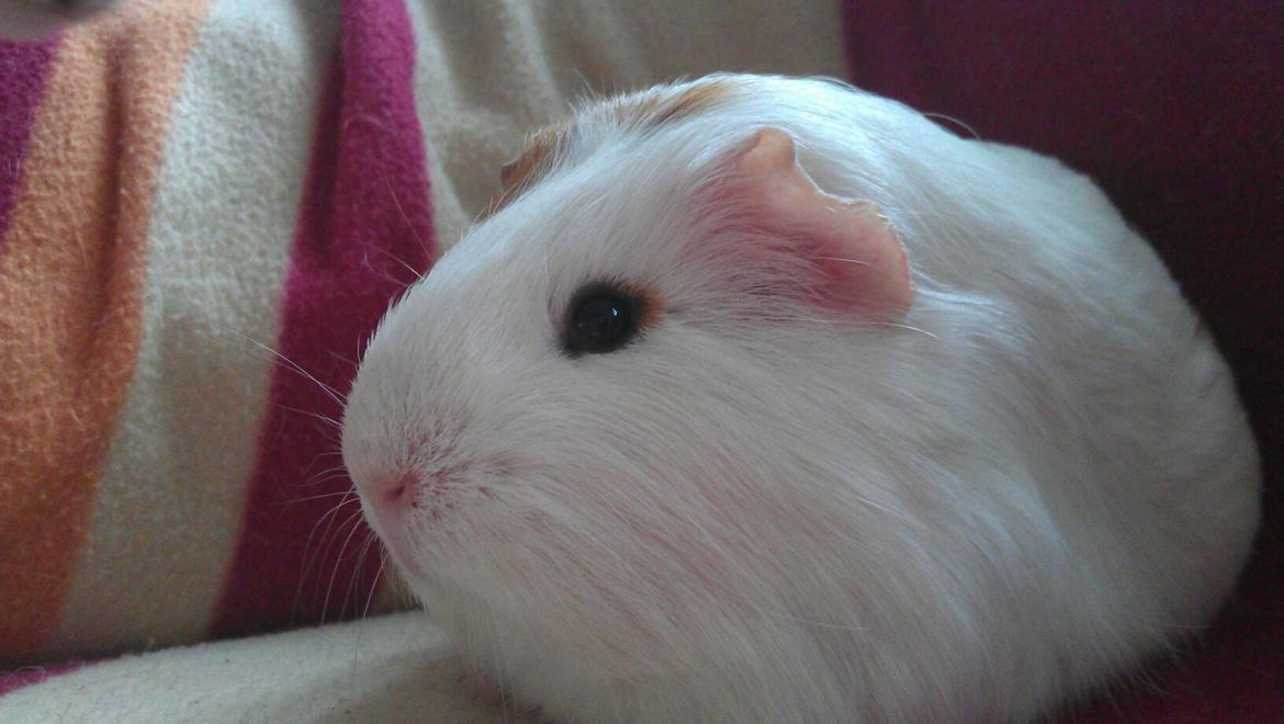 Marsvin Rose billede 6