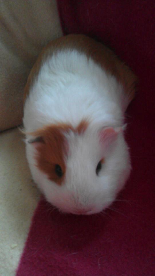 Marsvin Rose billede 7