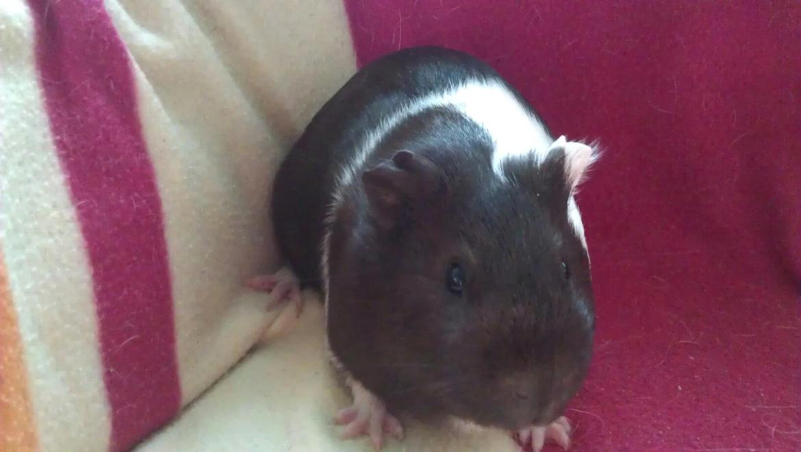 Marsvin Oda billede 1