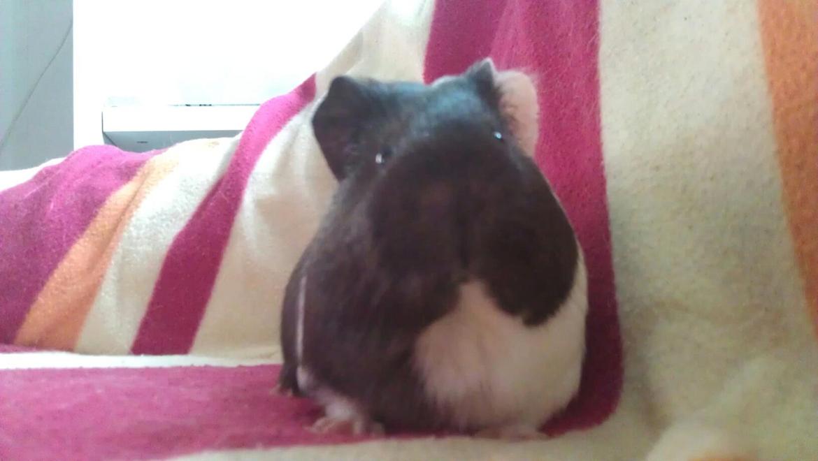 Marsvin Oda billede 2