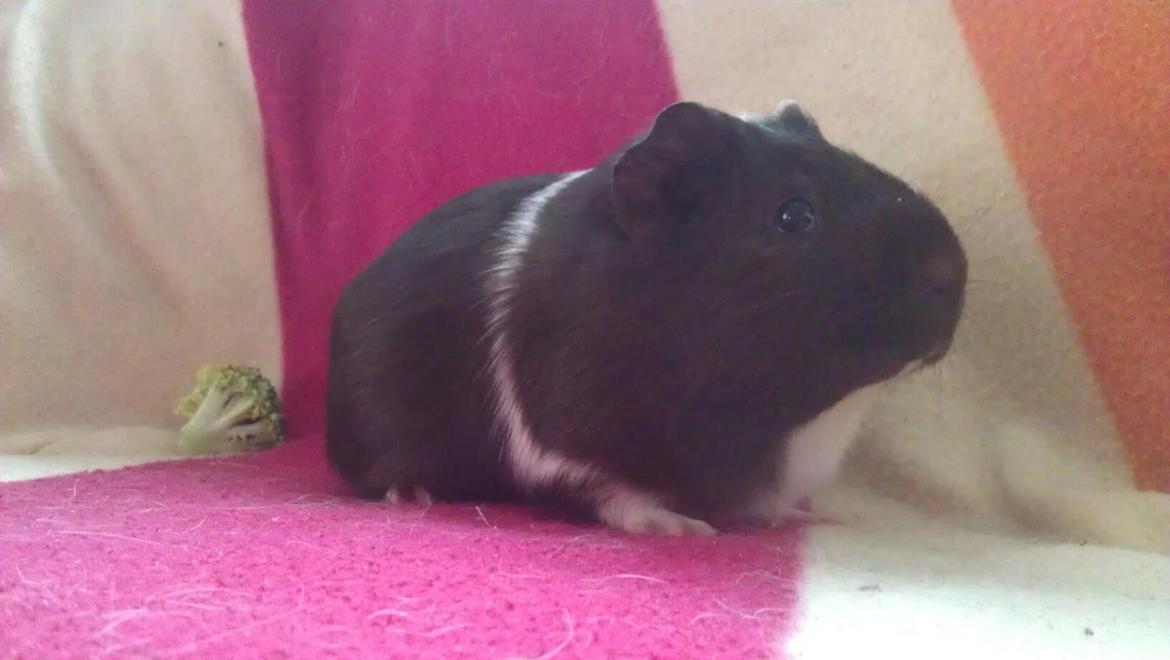 Marsvin Oda billede 3