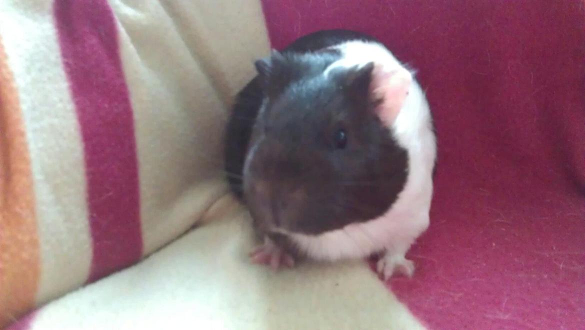 Marsvin Oda billede 4