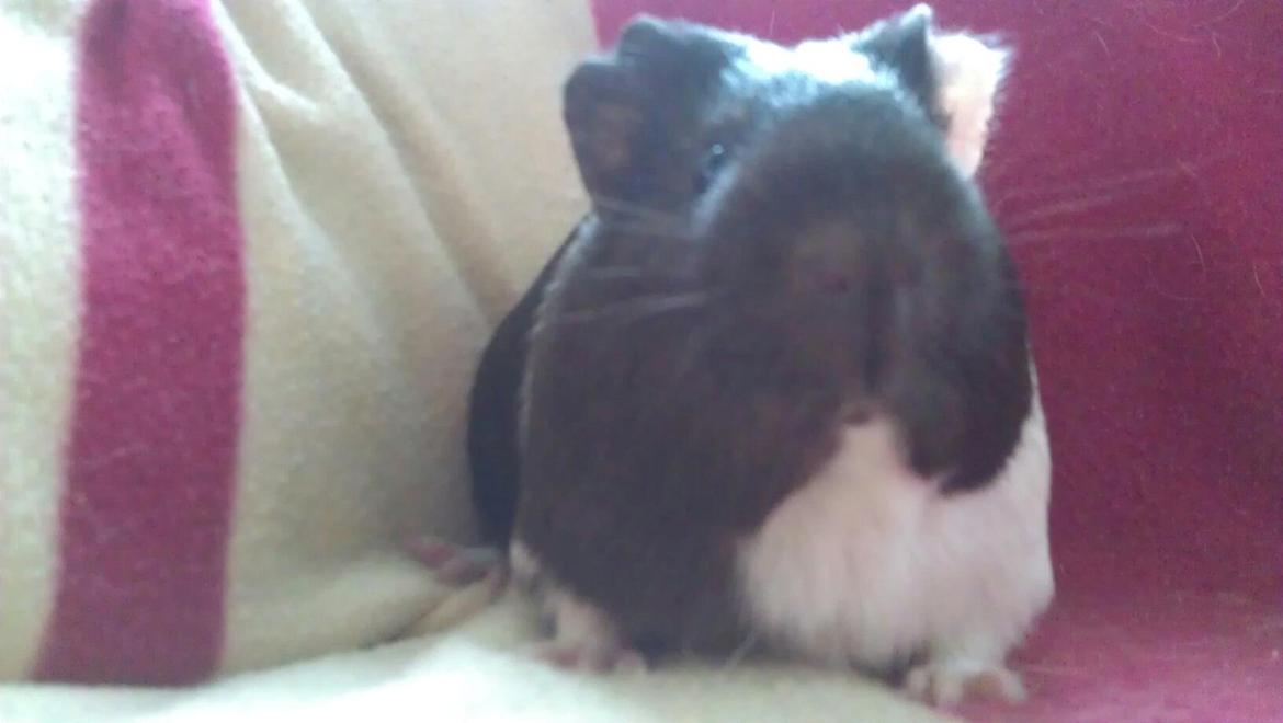 Marsvin Oda billede 5