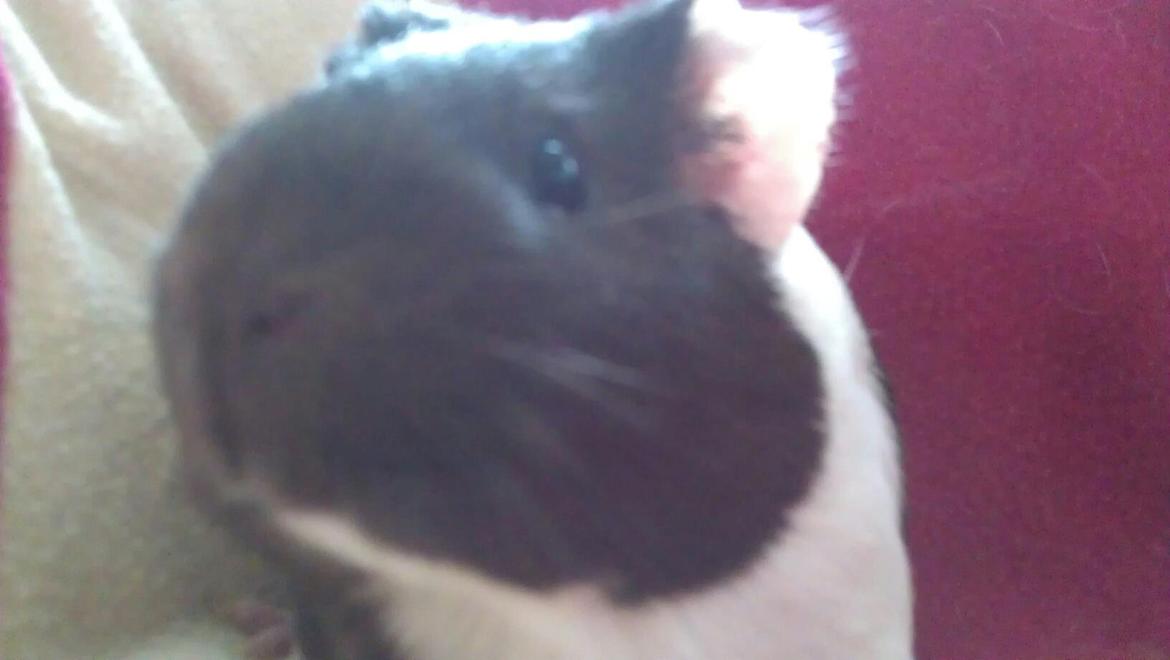 Marsvin Oda billede 6