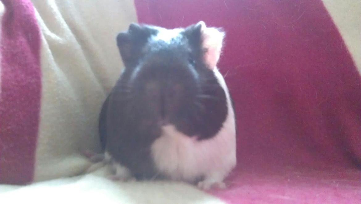 Marsvin Oda billede 7