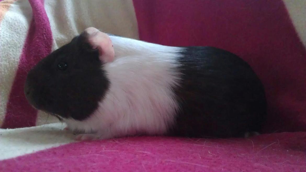 Marsvin Oda billede 8