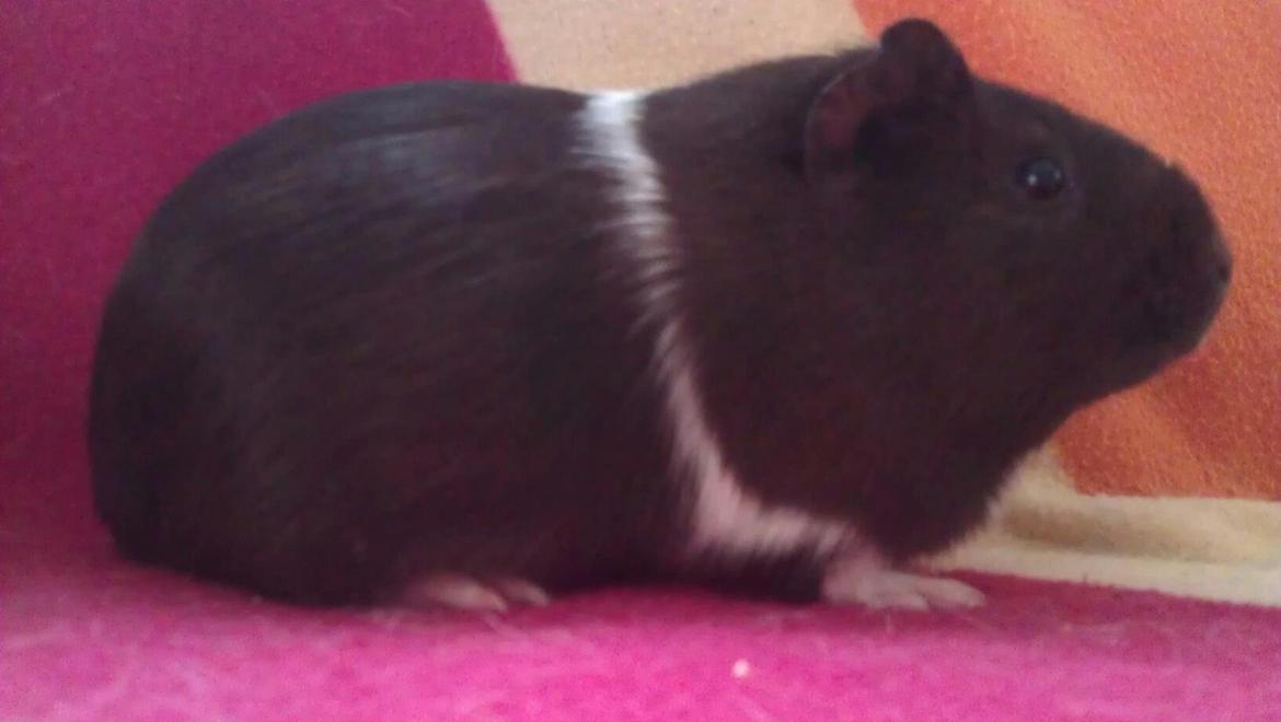 Marsvin Oda billede 9