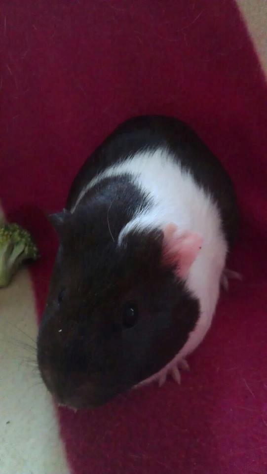 Marsvin Oda billede 10