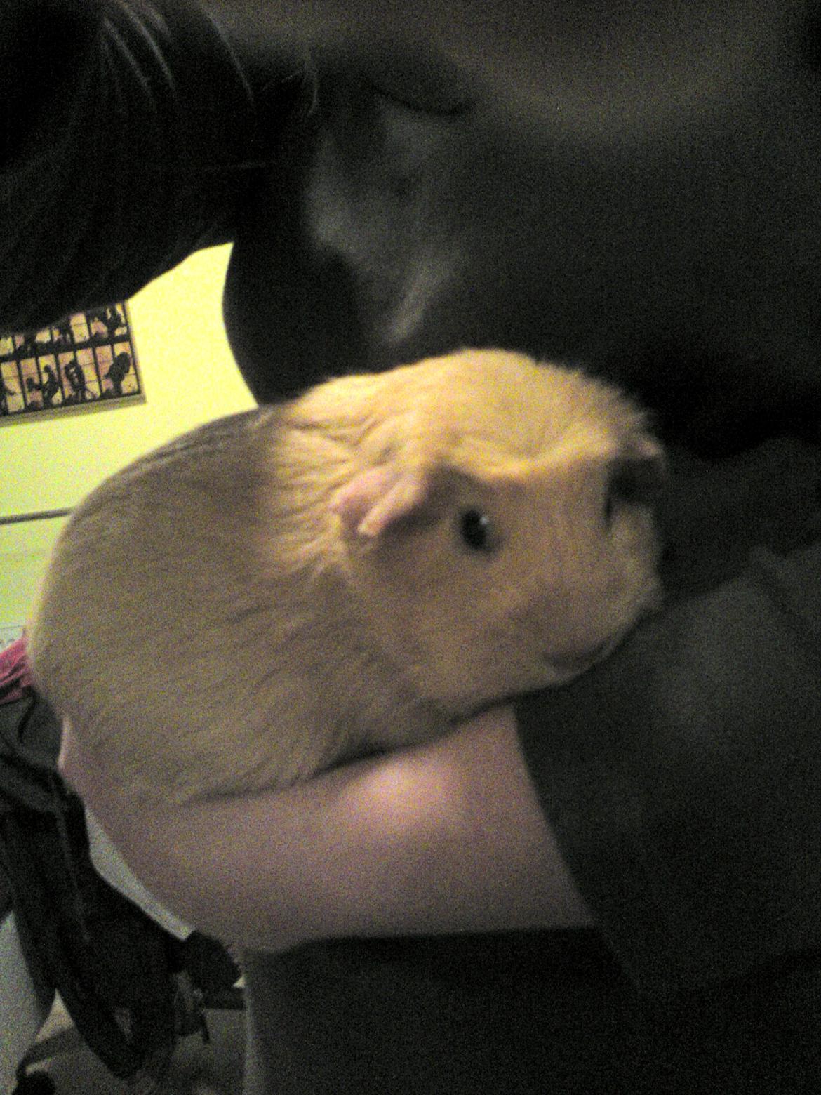 Marsvin Tulle!!!<3 - Miiin lille tykke pige!<3 (hun ser vildt stor og tyk ud der men det er fordi hun krøller sig sammen) xD billede 4